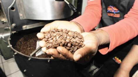 Producción de café en Bolivia
