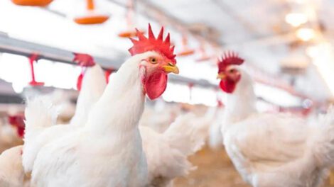 exportación avícola en la región