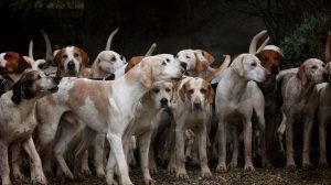 sacrificio de perros callejeros en Turquía