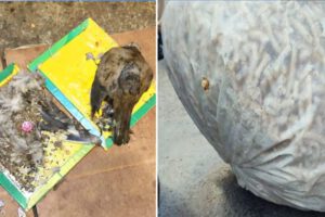 Condiciones de higiene en La Paz