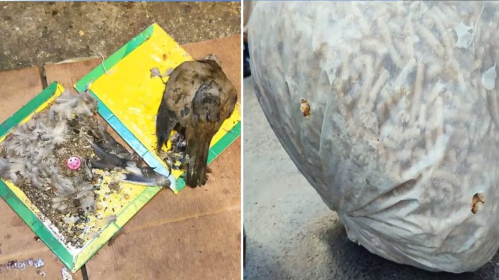 Condiciones de higiene en La Paz