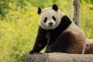 Pandas gigantes en Washington, Bao Li paseando en su hábitat