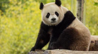 Pandas gigantes en el Zoológico de Washington