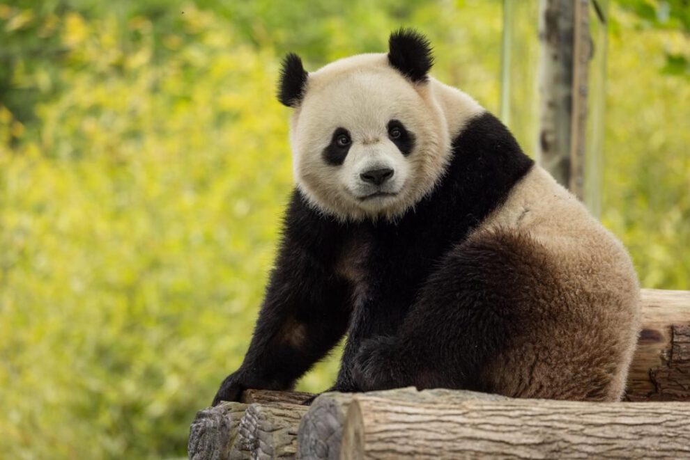 Pandas gigantes en el Zoológico de Washington