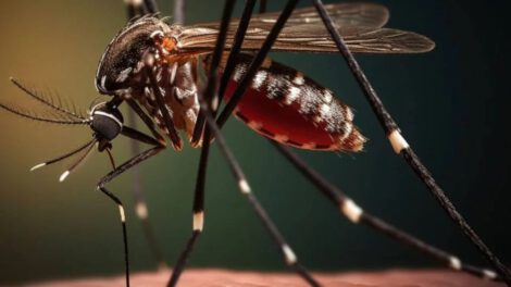 Epidemia de dengue en las Américas: más de 8,1 millones de casos registrados este año