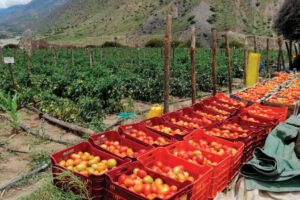 Evento internacional destaca el uso de bioinsumos en la producción agropecuaria en Bolivia
