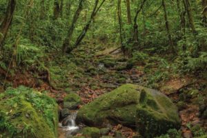 Proyecto carretero en La Paz amenaza el Parque Nacional Madidi y el Área Natural Apolobamba