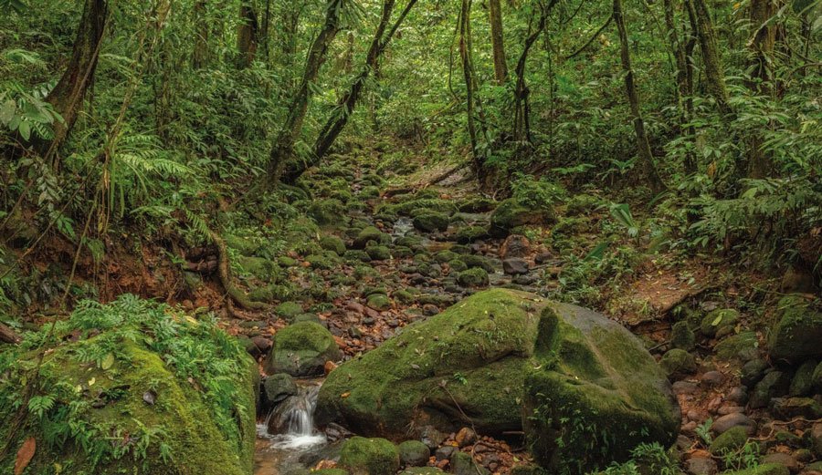 Proyecto carretero en La Paz amenaza el Parque Nacional Madidi y el Área Natural Apolobamba