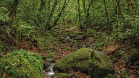 Proyecto carretero en La Paz amenaza el Parque Nacional Madidi y el Área Natural Apolobamba