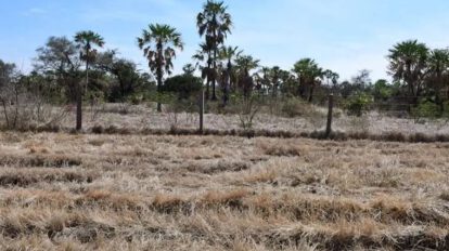 Conflicto agrario en Bolivia por decisión judicial a favor de los Marinkovic