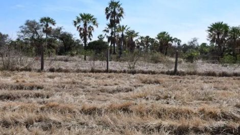 Conflicto agrario en Bolivia por decisión judicial a favor de los Marinkovic