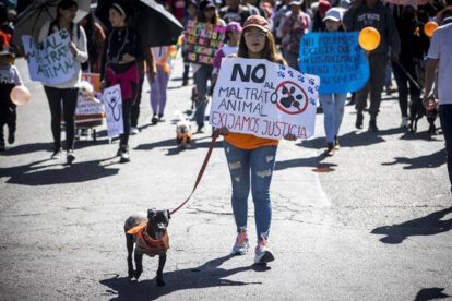 Maltrato animal en Bolivia