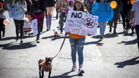 Maltrato animal en Bolivia
