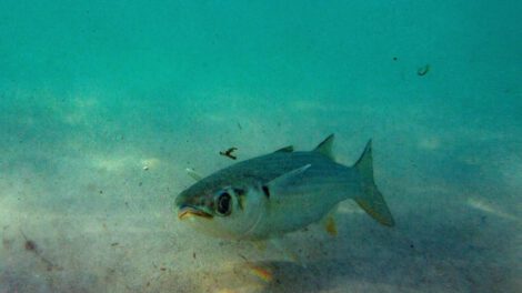 Cambio climático océanos