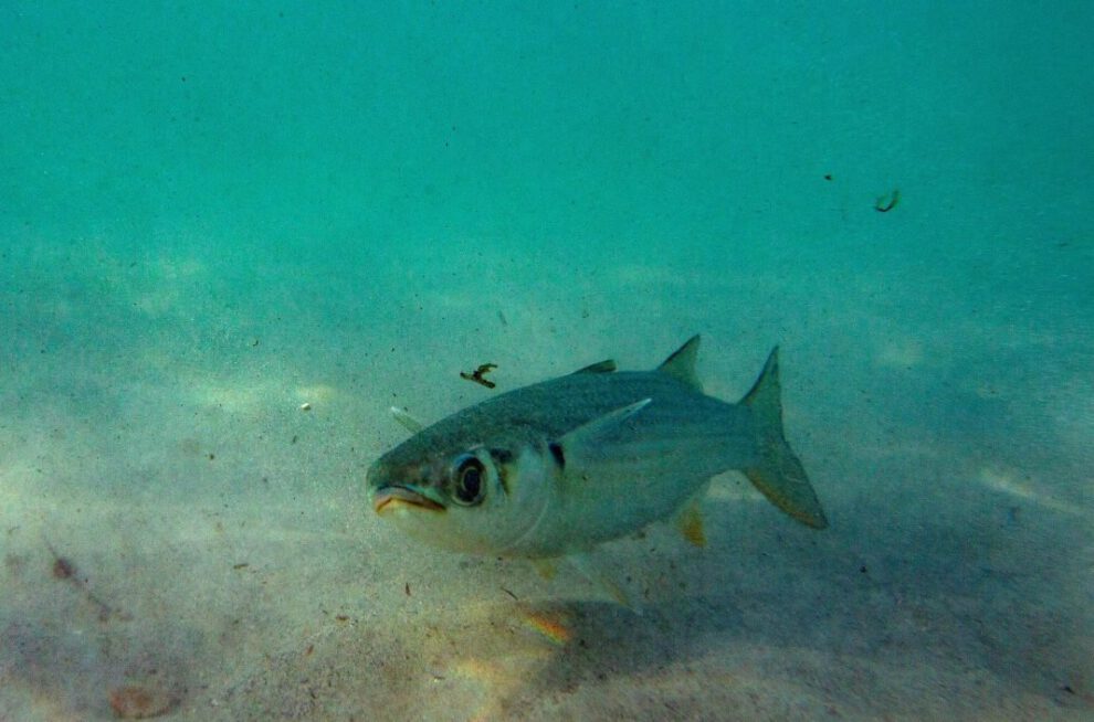 Cambio climático océanos