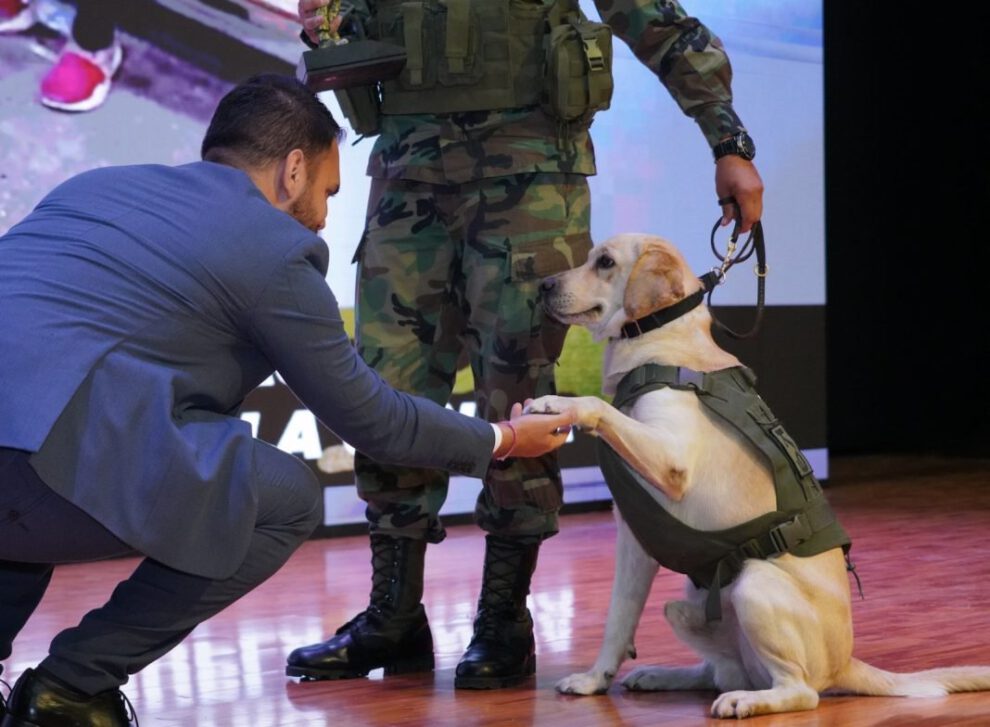 Perro detector de droga Vico en operativos de narcóticos