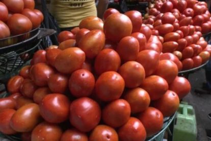 Aumento de precios del tomate en Santa Cruz