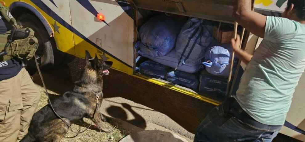 Perro de la Felcn descubre marihuana