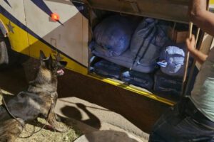 Perro de la Felcn descubre marihuana