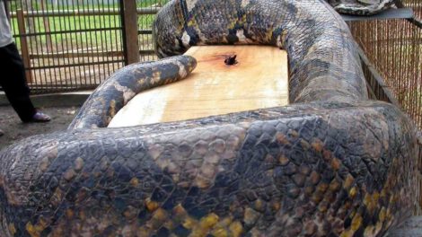 Mujer encontrada dentro de serpiente pitón en Indonesia