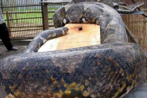 Mujer encontrada dentro de serpiente pitón en Indonesia