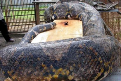 Mujer encontrada dentro de serpiente pitón en Indonesia