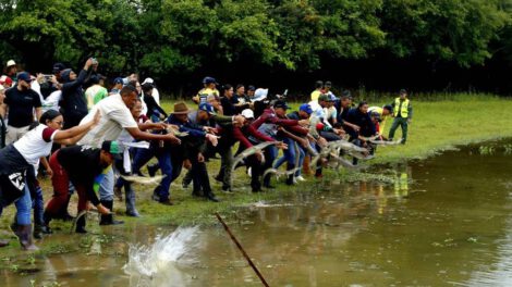 Liberación de caimanes del Orinoco por el Gobierno de Venezuela