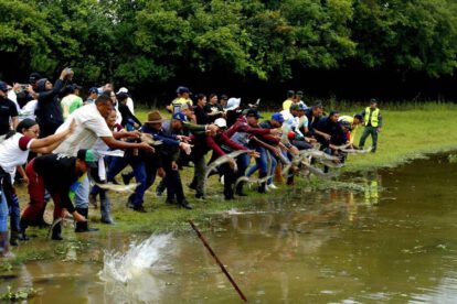 Liberación de caimanes del Orinoco por el Gobierno de Venezuela