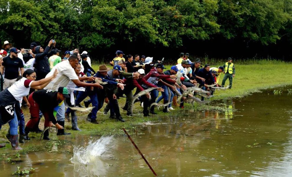 Liberación de caimanes del Orinoco por el Gobierno de Venezuela