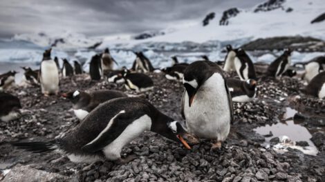 Antártida en peligro por el calentamiento global