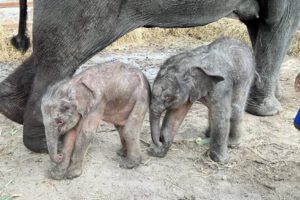 Elefanta da a luz a gemelos de distinto sexo en Tailandia