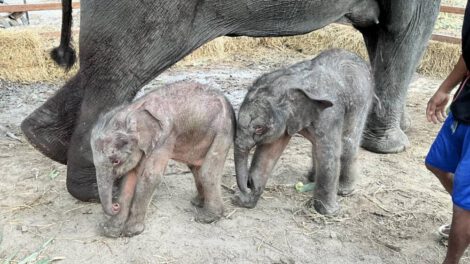Elefanta da a luz a gemelos de distinto sexo en Tailandia