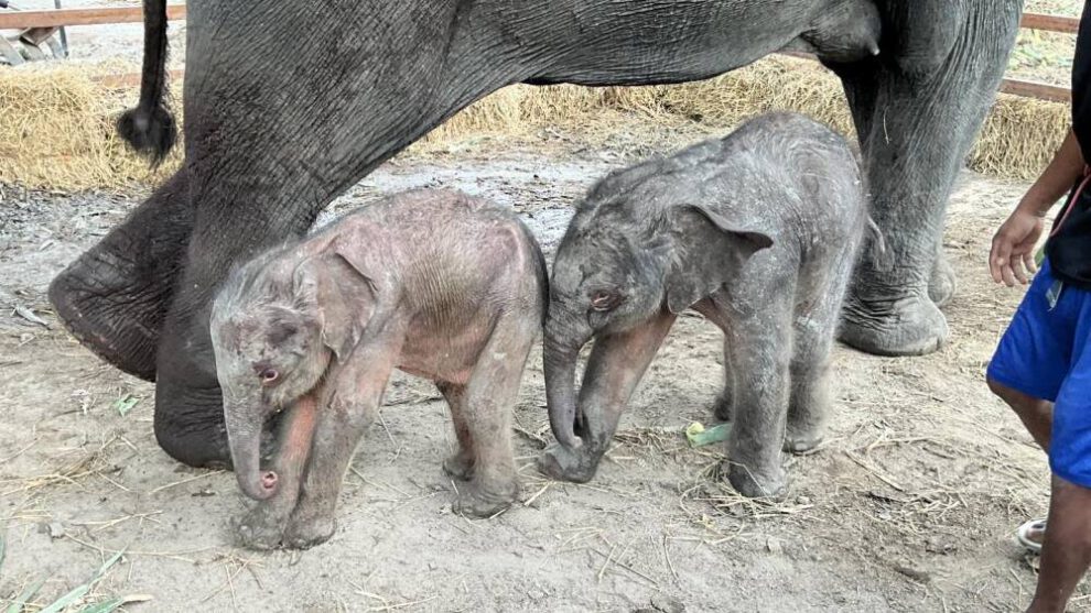 Elefanta da a luz a gemelos de distinto sexo en Tailandia