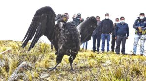 Censo Nacional de Cóndores en Bolivia