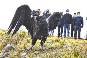 Censo Nacional de Cóndores en Bolivia