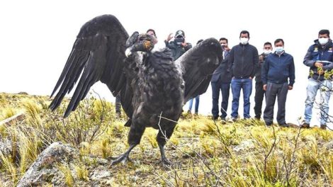 Censo Nacional de Cóndores en Bolivia