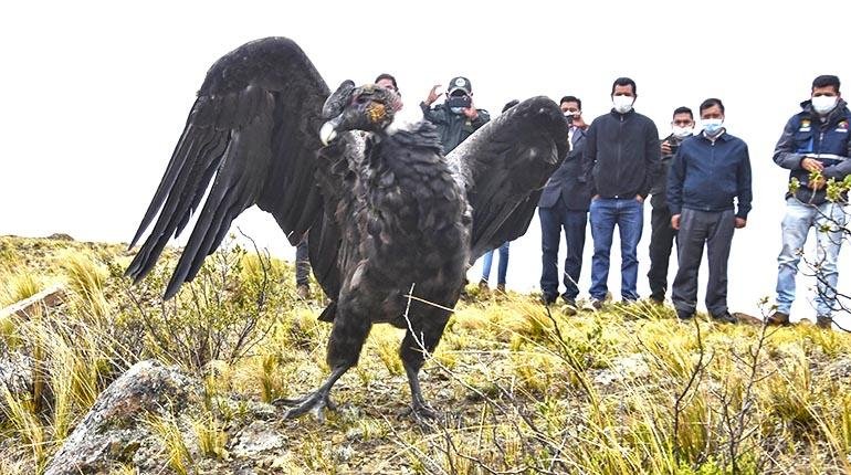Censo Nacional de Cóndores en Bolivia