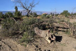 Tala ilegal de árboles en Tiquipaya