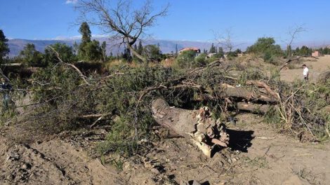 Tala ilegal de árboles en Tiquipaya