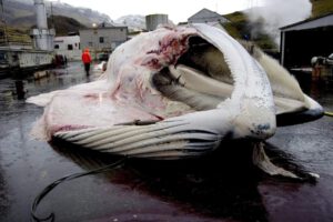 Caza de ballenas en Islandia