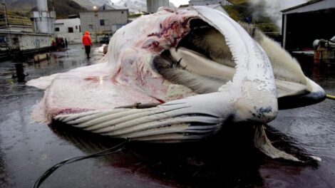 Caza de ballenas en Islandia