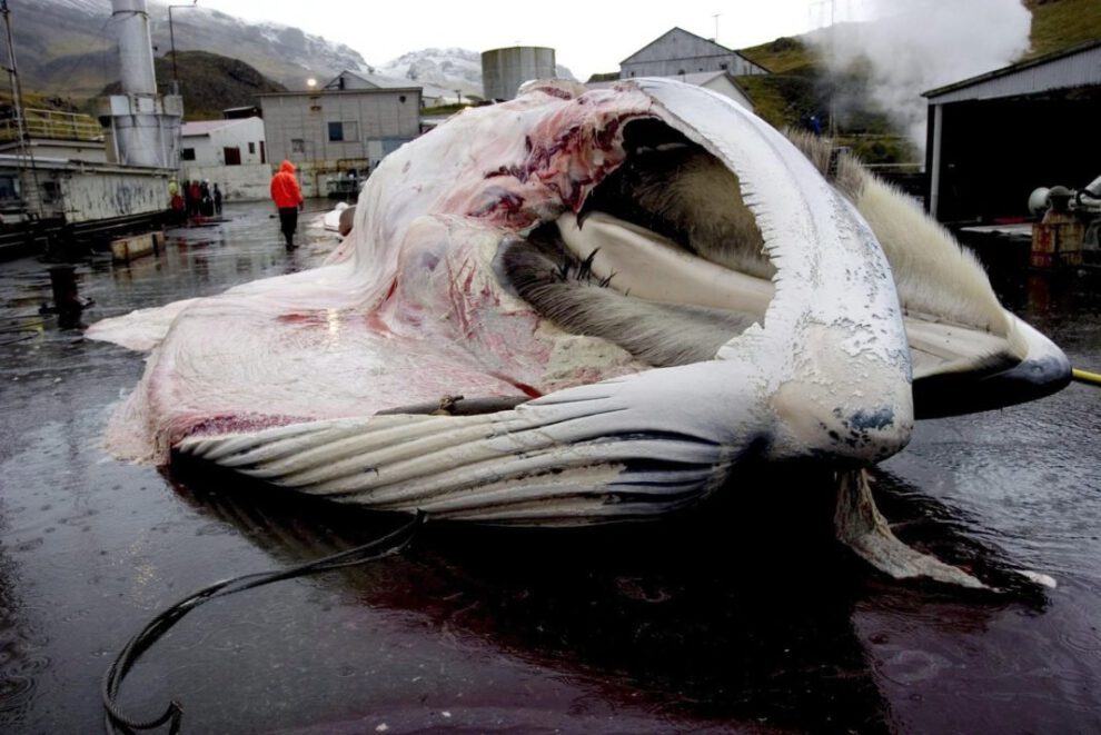 Caza de ballenas en Islandia