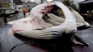 Caza de ballenas en Islandia