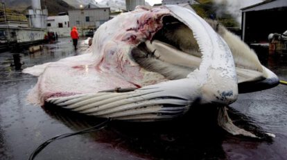 Caza de ballenas en Islandia