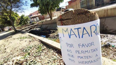 tala ilegal en La Angostura