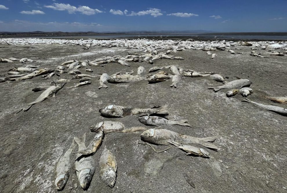 Crisis ambiental en Chihuahua: sequía provoca muerte masiva de peces en laguna de Bustillos