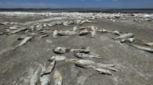Crisis ambiental en Chihuahua: sequía provoca muerte masiva de peces en laguna de Bustillos