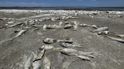 Crisis ambiental en Chihuahua: sequía provoca muerte masiva de peces en laguna de Bustillos