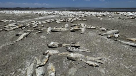 Crisis ambiental en Chihuahua: sequía provoca muerte masiva de peces en laguna de Bustillos