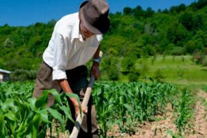 Sector agropecuario lidera los financiamientos de crédito del Banco de Desarrollo Productivo